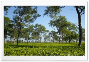 Tea garden Ultra HD Wallpaper for 4K UHD Widescreen desktop, tablet & smartphone