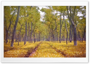 Tea Garden Ultra HD Wallpaper for 4K UHD Widescreen desktop, tablet & smartphone