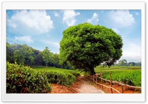 Tea Plantation Ultra HD Wallpaper for 4K UHD Widescreen desktop, tablet & smartphone