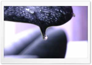 Teardrops Ultra HD Wallpaper for 4K UHD Widescreen desktop, tablet & smartphone