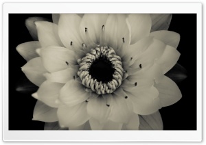 Tenderness Ultra HD Wallpaper for 4K UHD Widescreen desktop, tablet & smartphone