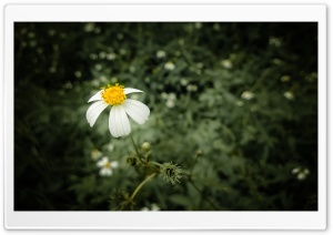 The Beauty Of Flower Ultra HD Wallpaper for 4K UHD Widescreen desktop, tablet & smartphone