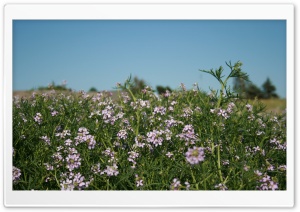 The Beauty of Flowers Ultra HD Wallpaper for 4K UHD Widescreen desktop, tablet & smartphone