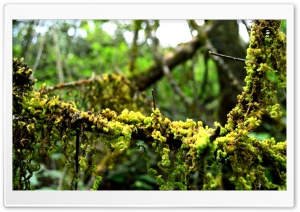 The Beauty Of Greenery in Rain Forest Ultra HD Wallpaper for 4K UHD Widescreen desktop, tablet & smartphone