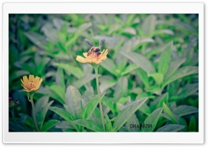 The Bug Ultra HD Wallpaper for 4K UHD Widescreen desktop, tablet & smartphone