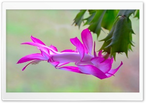 The Cactus Blossoms Ultra HD Wallpaper for 4K UHD Widescreen desktop, tablet & smartphone