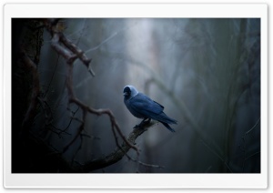The Dark Forest Ranger Ultra HD Wallpaper for 4K UHD Widescreen desktop, tablet & smartphone