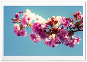 The Flowers of Spring Ultra HD Wallpaper for 4K UHD Widescreen desktop, tablet & smartphone