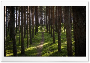 The Forest. Ultra HD Wallpaper for 4K UHD Widescreen desktop, tablet & smartphone