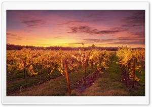 The God Of Wine Ultra HD Wallpaper for 4K UHD Widescreen desktop, tablet & smartphone