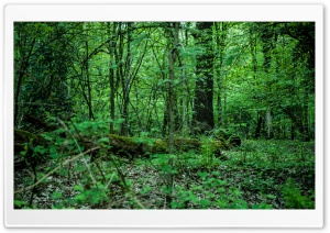 The Green Forest Ultra HD Wallpaper for 4K UHD Widescreen desktop, tablet & smartphone