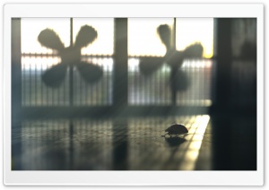 The last Ladybug Ultra HD Wallpaper for 4K UHD Widescreen desktop, tablet & smartphone