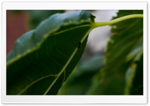 The leaf and The Ant Ultra HD Wallpaper for 4K UHD Widescreen desktop, tablet & smartphone