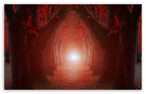 The Light At The End Of The Tree Tunnel UltraHD Wallpaper for Wide 16:10 5:3 Widescreen WHXGA WQXGA WUXGA WXGA WGA ; 8K UHD TV 16:9 Ultra High Definition 2160p 1440p 1080p 900p 720p ; Standard 4:3 5:4 3:2 Fullscreen UXGA XGA SVGA QSXGA SXGA DVGA HVGA HQVGA ( Apple PowerBook G4 iPhone 4 3G 3GS iPod Touch ) ; Tablet 1:1 ; iPad 1/2/Mini ; Mobile 4:3 5:3 3:2 16:9 5:4 - UXGA XGA SVGA WGA DVGA HVGA HQVGA ( Apple PowerBook G4 iPhone 4 3G 3GS iPod Touch ) 2160p 1440p 1080p 900p 720p QSXGA SXGA ;