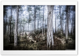 The Misty Forest Ultra HD Wallpaper for 4K UHD Widescreen desktop, tablet & smartphone