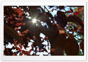 The Sunny Leaves Ultra HD Wallpaper for 4K UHD Widescreen desktop, tablet & smartphone