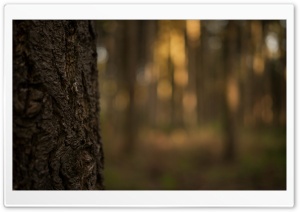 The Tree in forest Ultra HD Wallpaper for 4K UHD Widescreen desktop, tablet & smartphone