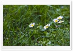 The Wild Flower Two Ultra HD Wallpaper for 4K UHD Widescreen desktop, tablet & smartphone