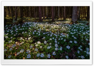 The Wood Anemone Flowers, Nature Photography Ultra HD Wallpaper for 4K UHD Widescreen desktop, tablet & smartphone