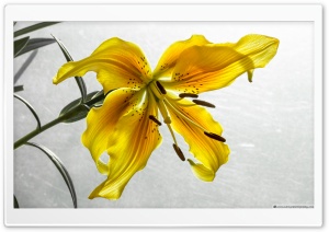 The Yellow Lily Ultra HD Wallpaper for 4K UHD Widescreen desktop, tablet & smartphone
