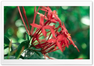 Thechi Flower Ultra HD Wallpaper for 4K UHD Widescreen desktop, tablet & smartphone
