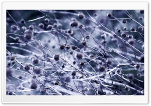 Thistle Ultra HD Wallpaper for 4K UHD Widescreen desktop, tablet & smartphone