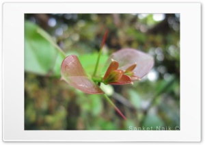 Thorns Ultra HD Wallpaper for 4K UHD Widescreen desktop, tablet & smartphone