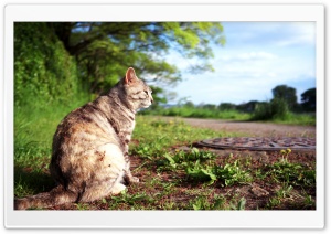 Thoughtful Cat Ultra HD Wallpaper for 4K UHD Widescreen desktop, tablet & smartphone
