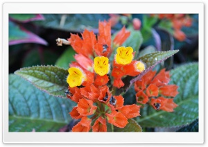 Three Flowers Ultra HD Wallpaper for 4K UHD Widescreen desktop, tablet & smartphone