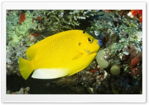 Three Spot Angelfish Apolemichthys Trimaculatus Solomon Islands Ultra HD Wallpaper for 4K UHD Widescreen desktop, tablet & smartphone