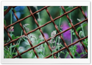 Through a Rusty Fence Ultra HD Wallpaper for 4K UHD Widescreen desktop, tablet & smartphone