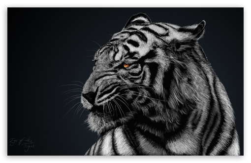Tiger UltraHD Wallpaper for Wide 16:10 5:3 Widescreen WHXGA WQXGA WUXGA WXGA WGA ; 8K UHD TV 16:9 Ultra High Definition 2160p 1440p 1080p 900p 720p ; Mobile 5:3 16:9 - WGA 2160p 1440p 1080p 900p 720p ;