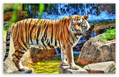 Tiger UltraHD Wallpaper for Wide 16:10 Widescreen WHXGA WQXGA WUXGA WXGA ;