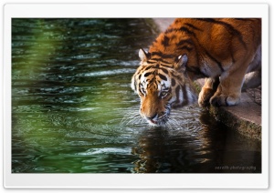 Tiger - Sarath Ultra HD Wallpaper for 4K UHD Widescreen desktop, tablet & smartphone