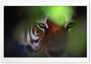 Tiger Ambush Ultra HD Wallpaper for 4K UHD Widescreen desktop, tablet & smartphone