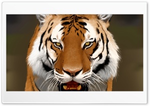 Tiger face art Ultra HD Wallpaper for 4K UHD Widescreen desktop, tablet & smartphone