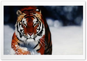 Tiger in the snow Ultra HD Wallpaper for 4K UHD Widescreen desktop, tablet & smartphone