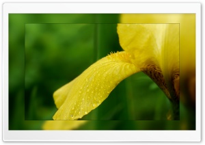 Tiger Iris Ultra HD Wallpaper for 4K UHD Widescreen desktop, tablet & smartphone