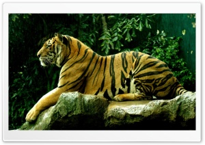 Tiger Profile Ultra HD Wallpaper for 4K UHD Widescreen desktop, tablet & smartphone