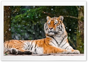 Tiger Snowy Winter Ultra HD Wallpaper for 4K UHD Widescreen desktop, tablet & smartphone