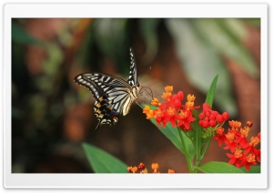 Tiger Swallowtail London United Kingdom Ultra HD Wallpaper for 4K UHD Widescreen desktop, tablet & smartphone