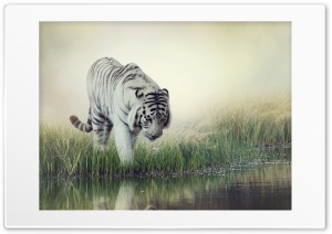 Tiger Water Ultra HD Wallpaper for 4K UHD Widescreen desktop, tablet & smartphone