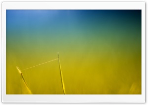Tightrope Ultra HD Wallpaper for 4K UHD Widescreen desktop, tablet & smartphone