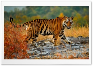 Tigre Ultra HD Wallpaper for 4K UHD Widescreen desktop, tablet & smartphone