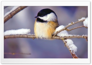 Tiny Bird Ultra HD Wallpaper for 4K UHD Widescreen desktop, tablet & smartphone