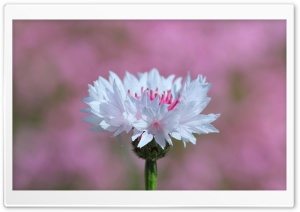 Tiny Flower Ultra HD Wallpaper for 4K UHD Widescreen desktop, tablet & smartphone