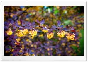 Tiny Flowers Ultra HD Wallpaper for 4K UHD Widescreen desktop, tablet & smartphone
