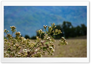 Tiny Flowers Ultra HD Wallpaper for 4K UHD Widescreen desktop, tablet & smartphone