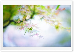 Tiny Leaves Ultra HD Wallpaper for 4K UHD Widescreen desktop, tablet & smartphone