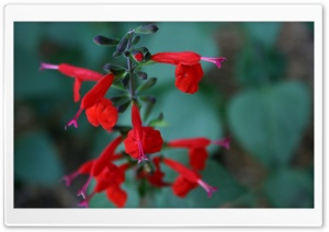 Tiny Red Flowers Ultra HD Wallpaper for 4K UHD Widescreen desktop, tablet & smartphone